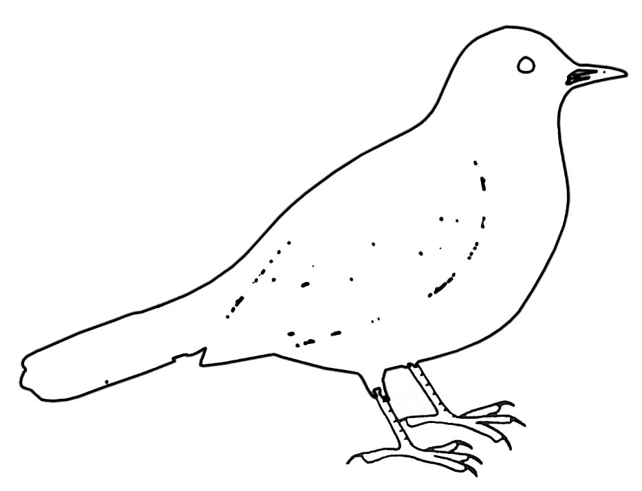 Раскраска: домашняя птица (Животные) #11977 - Бесплатные раскраски для печати