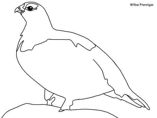 Раскраска: домашняя птица (Животные) #11991 - Бесплатные раскраски для печати