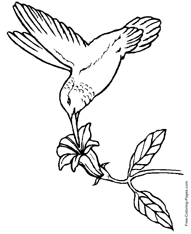 Раскраска: домашняя птица (Животные) #11994 - Бесплатные раскраски для печати