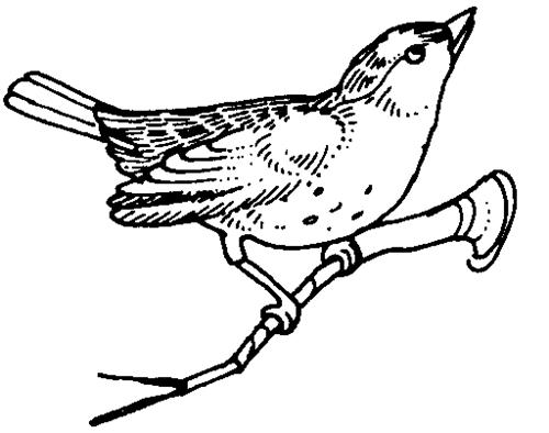 Раскраска: домашняя птица (Животные) #11996 - Бесплатные раскраски для печати