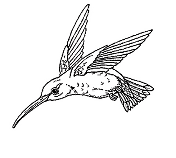 Раскраска: домашняя птица (Животные) #12001 - Бесплатные раскраски для печати