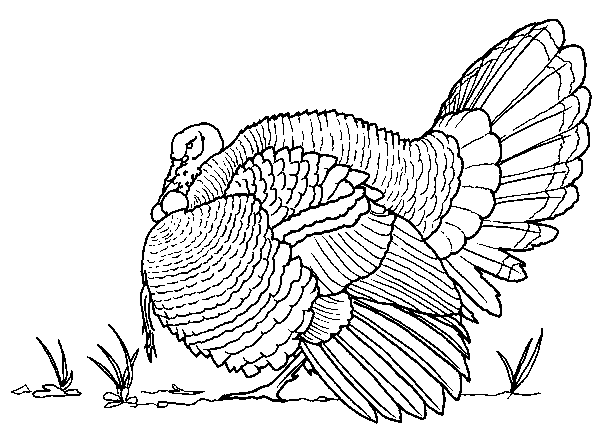 Раскраска: домашняя птица (Животные) #12016 - Бесплатные раскраски для печати
