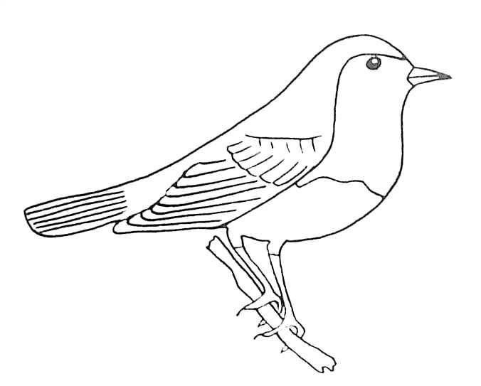 Раскраска: домашняя птица (Животные) #12021 - Бесплатные раскраски для печати