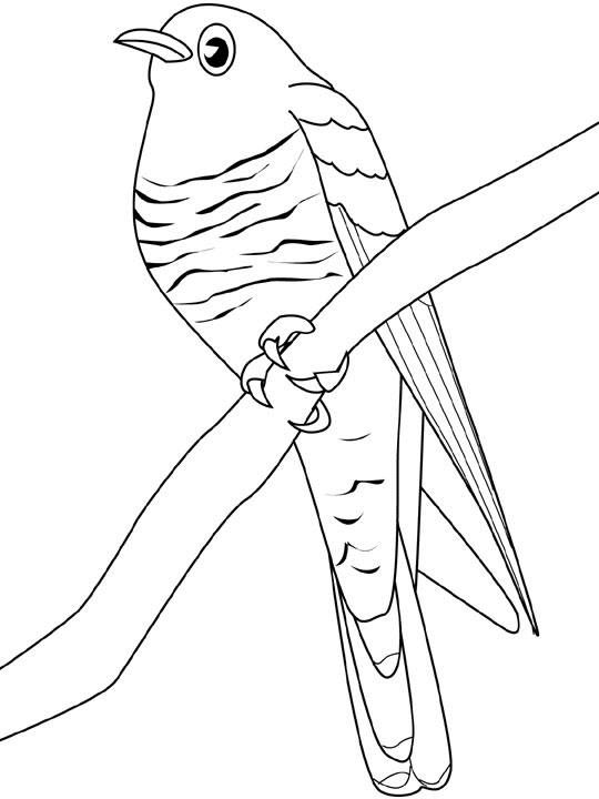 Раскраска: домашняя птица (Животные) #12041 - Бесплатные раскраски для печати