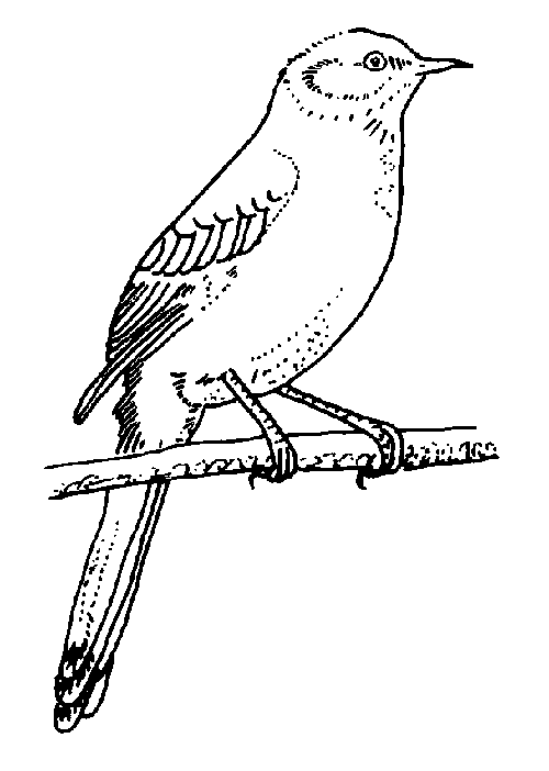 Раскраска: домашняя птица (Животные) #12060 - Бесплатные раскраски для печати