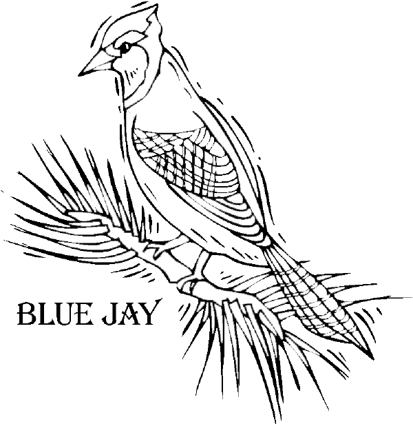 Раскраска: домашняя птица (Животные) #12062 - Бесплатные раскраски для печати