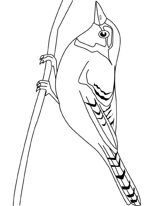 Раскраска: домашняя птица (Животные) #12063 - Бесплатные раскраски для печати