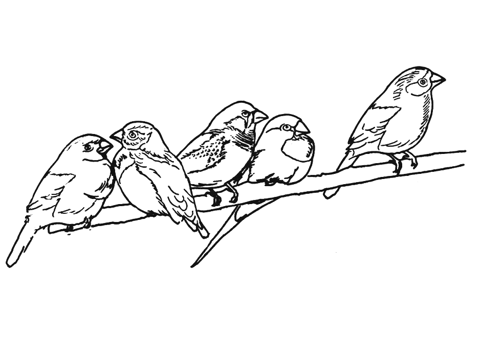 Раскраска: домашняя птица (Животные) #12076 - Бесплатные раскраски для печати