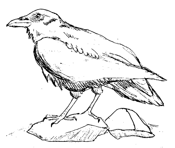 Раскраска: домашняя птица (Животные) #12079 - Бесплатные раскраски для печати