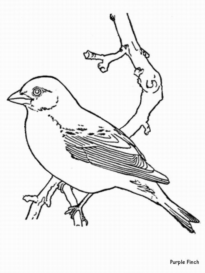 Раскраска: домашняя птица (Животные) #12090 - Бесплатные раскраски для печати