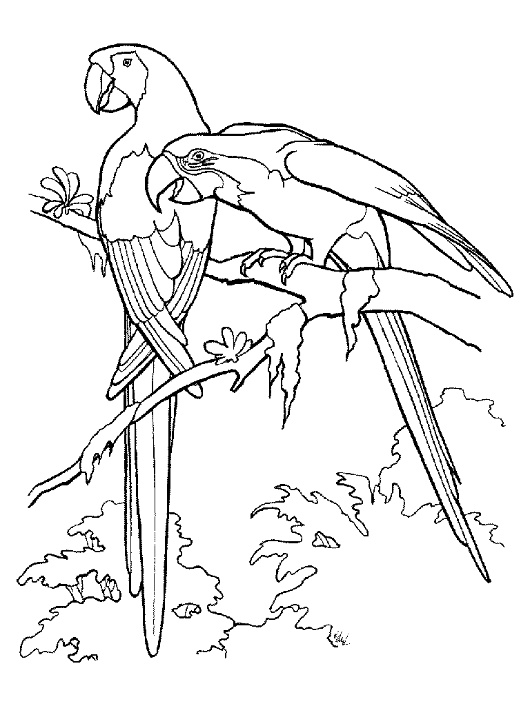 Раскраска: домашняя птица (Животные) #12104 - Бесплатные раскраски для печати