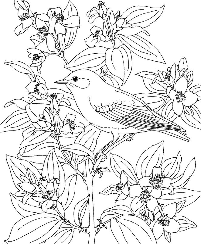 Раскраска: домашняя птица (Животные) #12108 - Бесплатные раскраски для печати