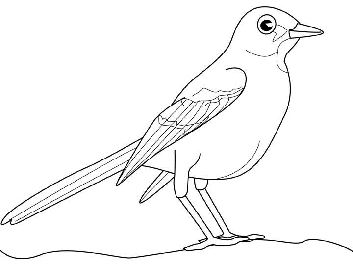 Раскраска: домашняя птица (Животные) #12131 - Бесплатные раскраски для печати