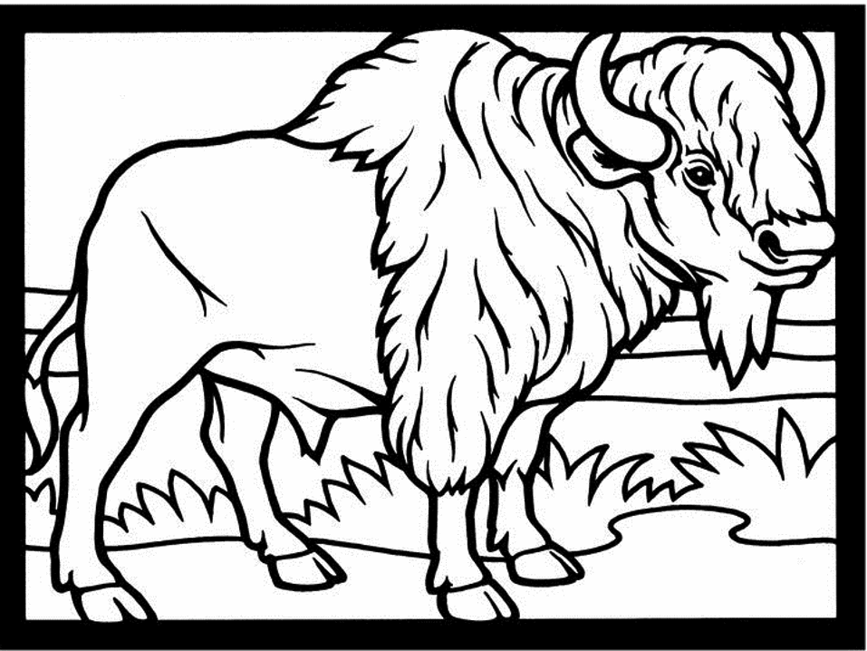 Раскраска: бизон (Животные) #1191 - Бесплатные раскраски для печати