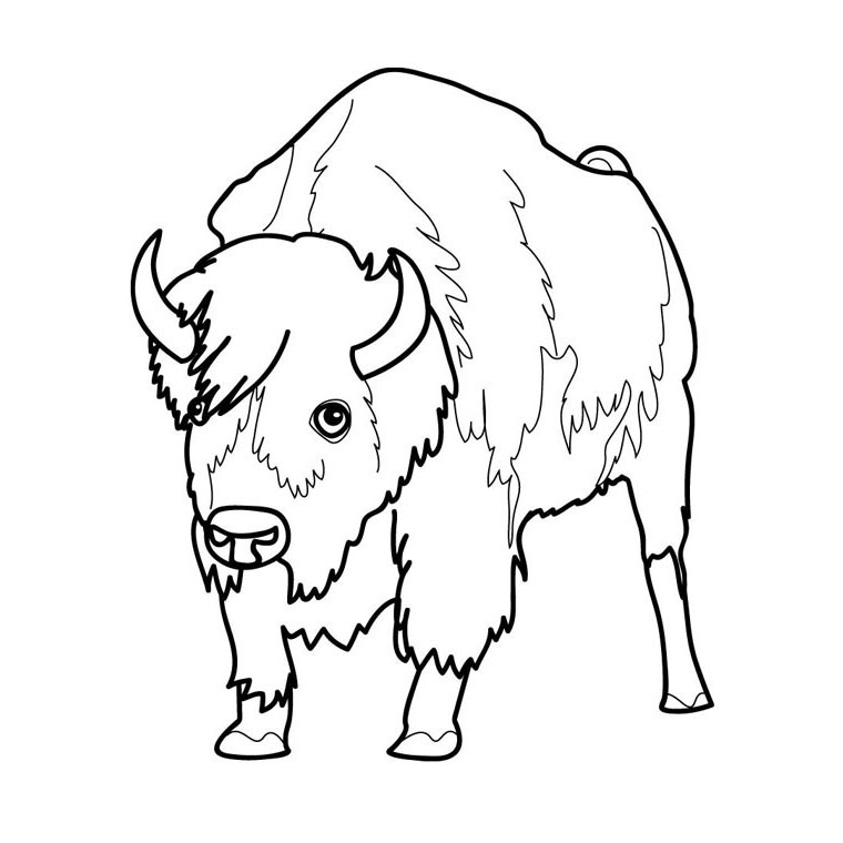 Раскраска: бизон (Животные) #1192 - Бесплатные раскраски для печати