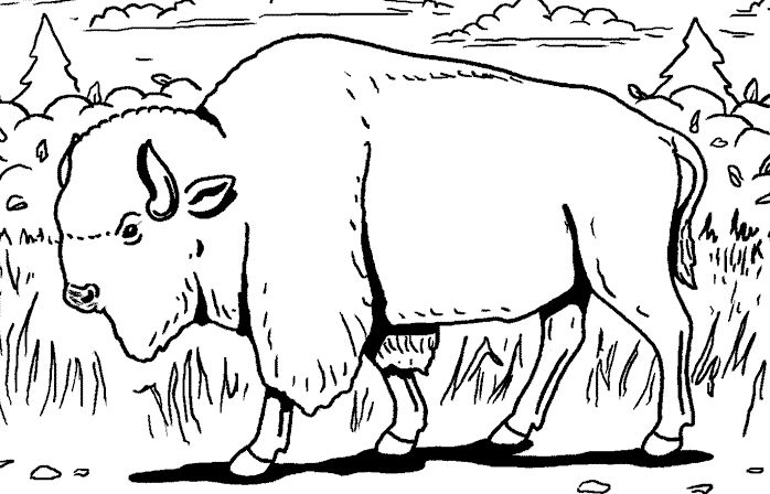 Раскраска: бизон (Животные) #1193 - Бесплатные раскраски для печати