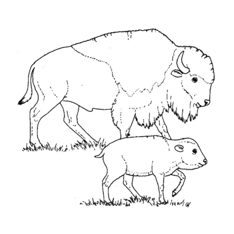 Раскраска: бизон (Животные) #1205 - Бесплатные раскраски для печати