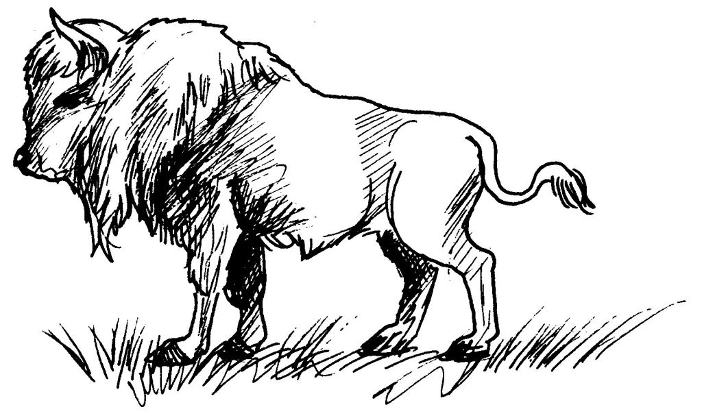 Раскраска: бизон (Животные) #1206 - Бесплатные раскраски для печати