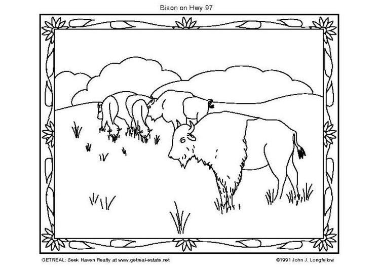 Раскраска: бизон (Животные) #1207 - Бесплатные раскраски для печати