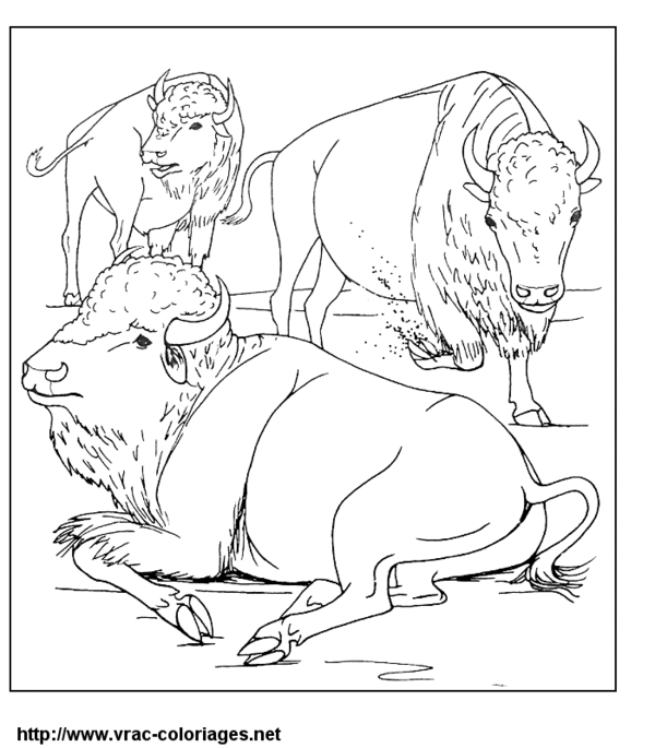 Раскраска: бизон (Животные) #1212 - Бесплатные раскраски для печати