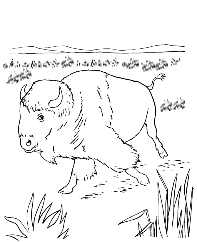 Раскраска: бизон (Животные) #1226 - Раскраски для печати
