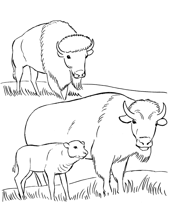 Раскраска: бизон (Животные) #1234 - Бесплатные раскраски для печати