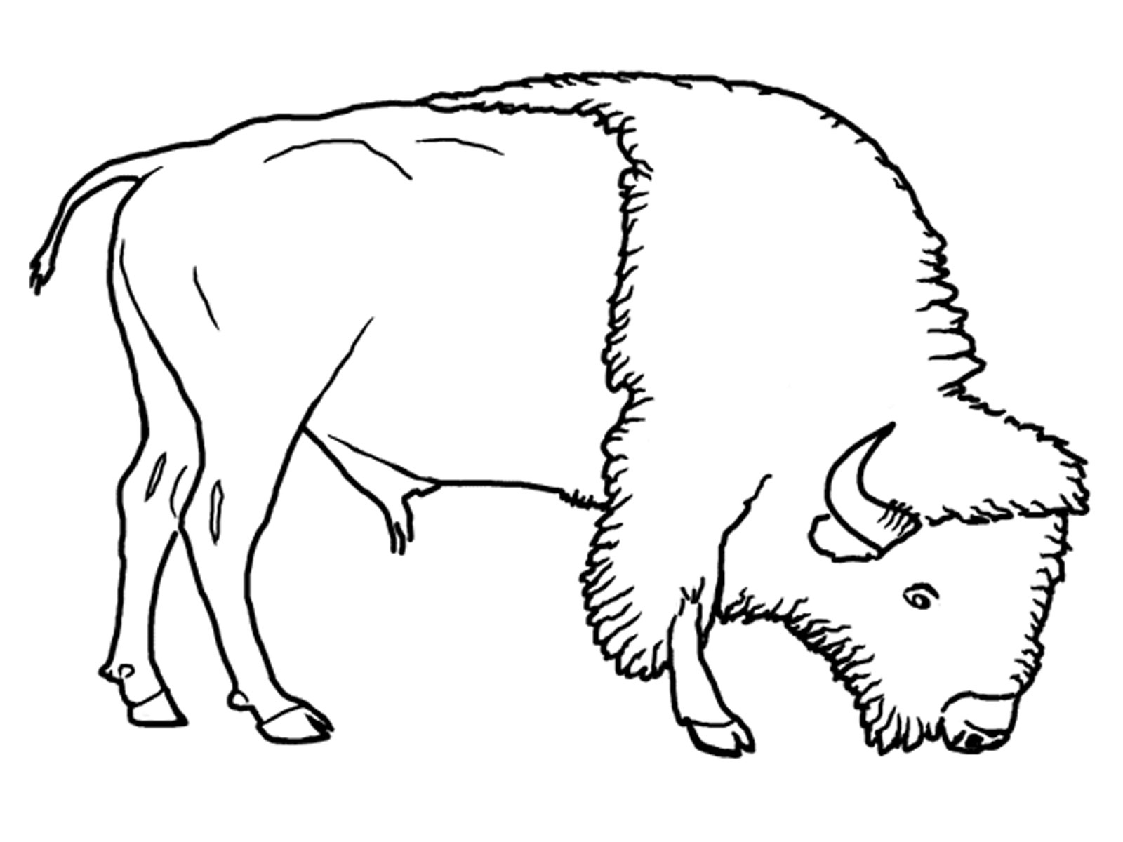 Раскраска: бизон (Животные) #1282 - Бесплатные раскраски для печати