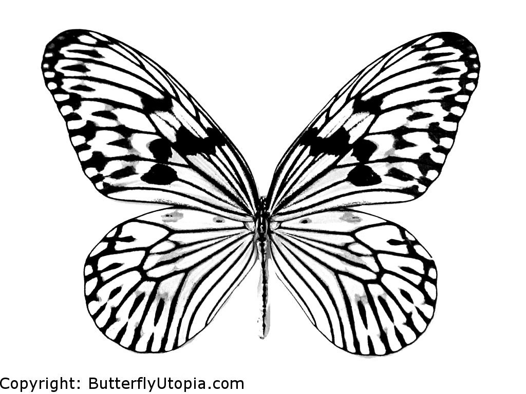 Раскраска: бабочка (Животные) #15665 - Бесплатные раскраски для печати