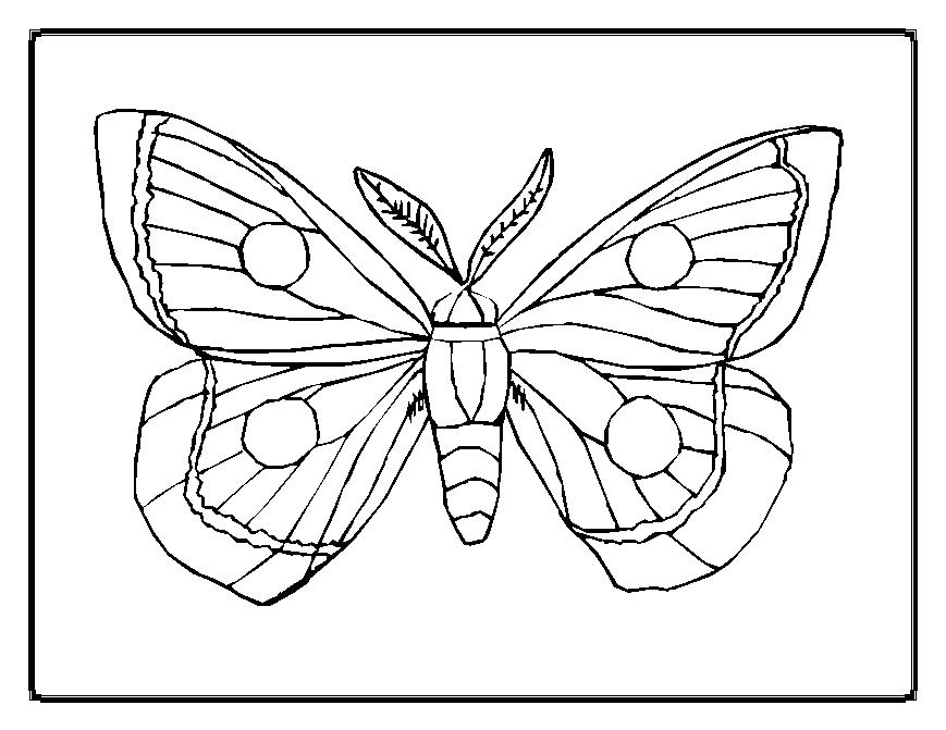 Раскраска: бабочка (Животные) #15667 - Бесплатные раскраски для печати