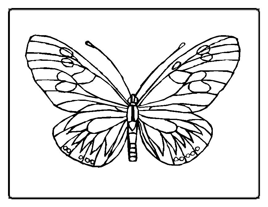 Раскраска: бабочка (Животные) #15669 - Бесплатные раскраски для печати