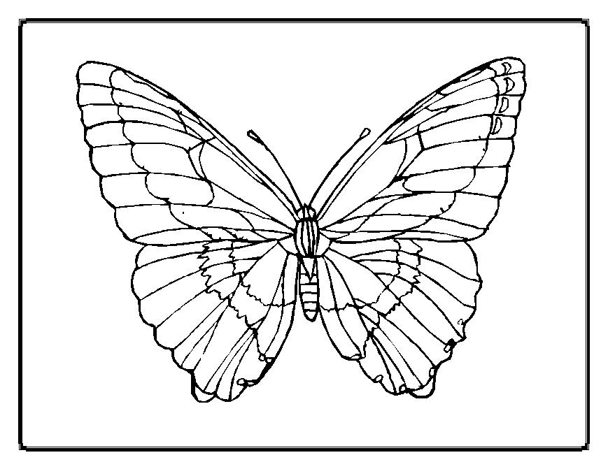 Раскраска: бабочка (Животные) #15673 - Бесплатные раскраски для печати