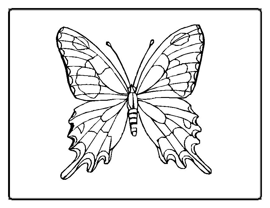 Раскраска: бабочка (Животные) #15678 - Бесплатные раскраски для печати