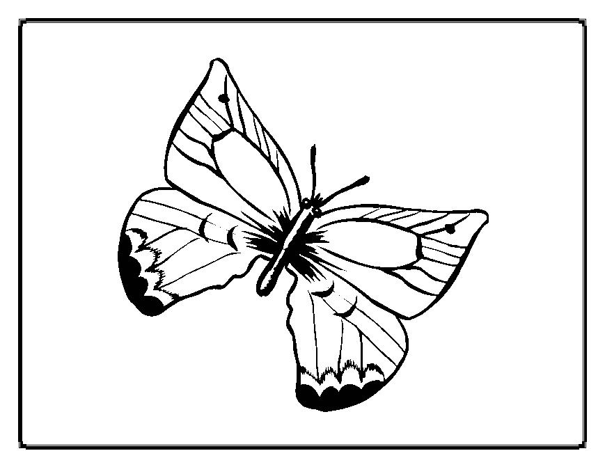 Раскраска: бабочка (Животные) #15687 - Бесплатные раскраски для печати