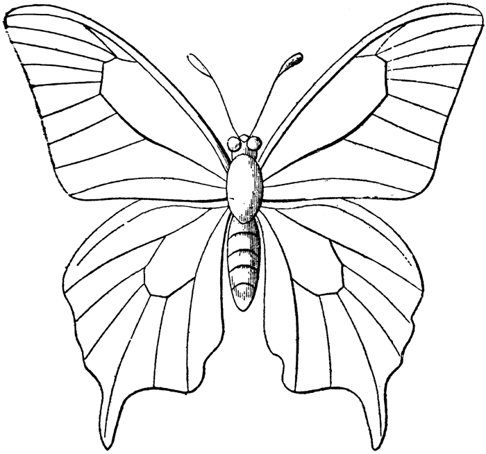 Раскраска: бабочка (Животные) #15693 - Бесплатные раскраски для печати