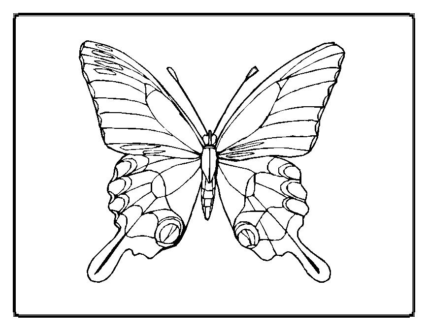 Раскраска: бабочка (Животные) #15694 - Бесплатные раскраски для печати