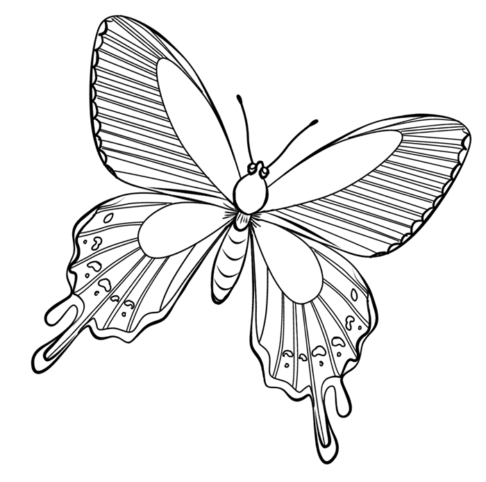 Раскраска: бабочка (Животные) #15715 - Бесплатные раскраски для печати