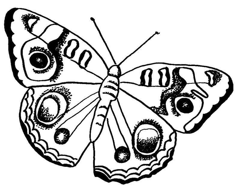 Раскраска: бабочка (Животные) #15718 - Бесплатные раскраски для печати