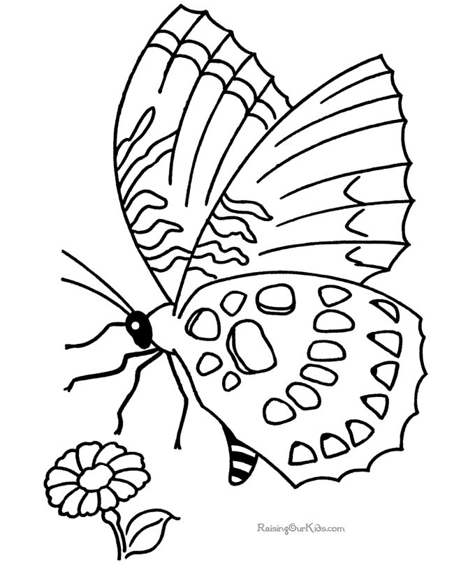 Раскраска: бабочка (Животные) #15720 - Бесплатные раскраски для печати