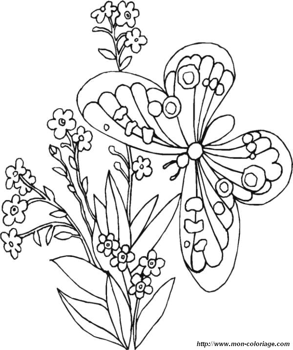 Раскраска: бабочка (Животные) #15743 - Бесплатные раскраски для печати