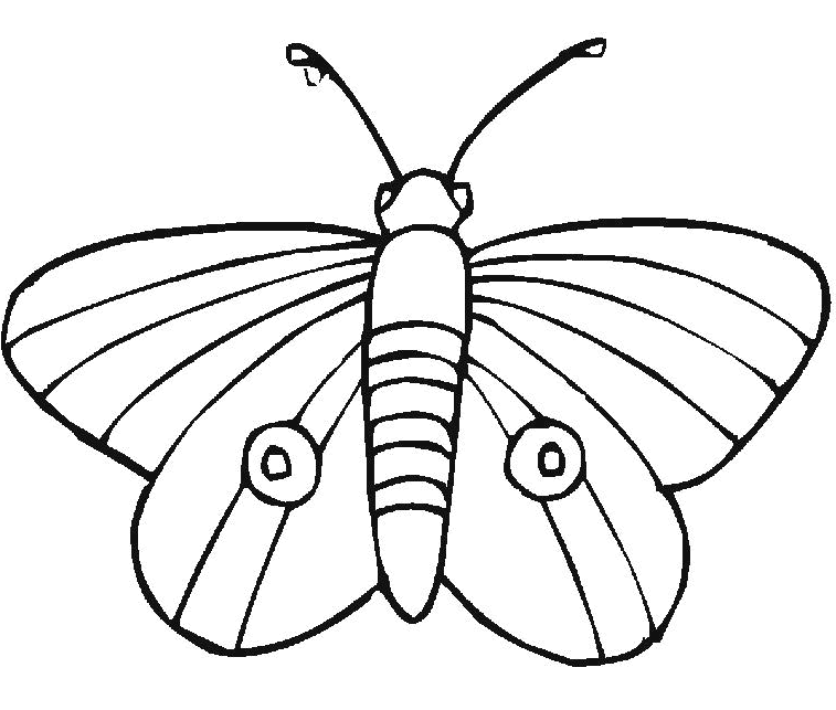 Раскраска: бабочка (Животные) #15752 - Бесплатные раскраски для печати