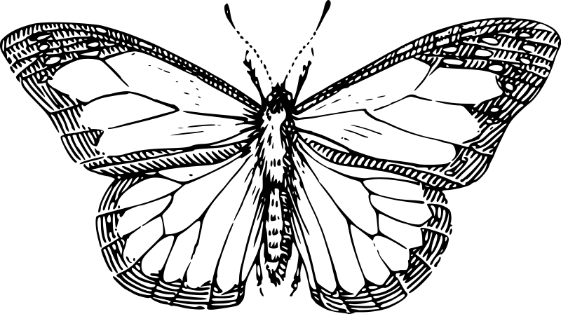 Раскраска: бабочка (Животные) #15761 - Бесплатные раскраски для печати