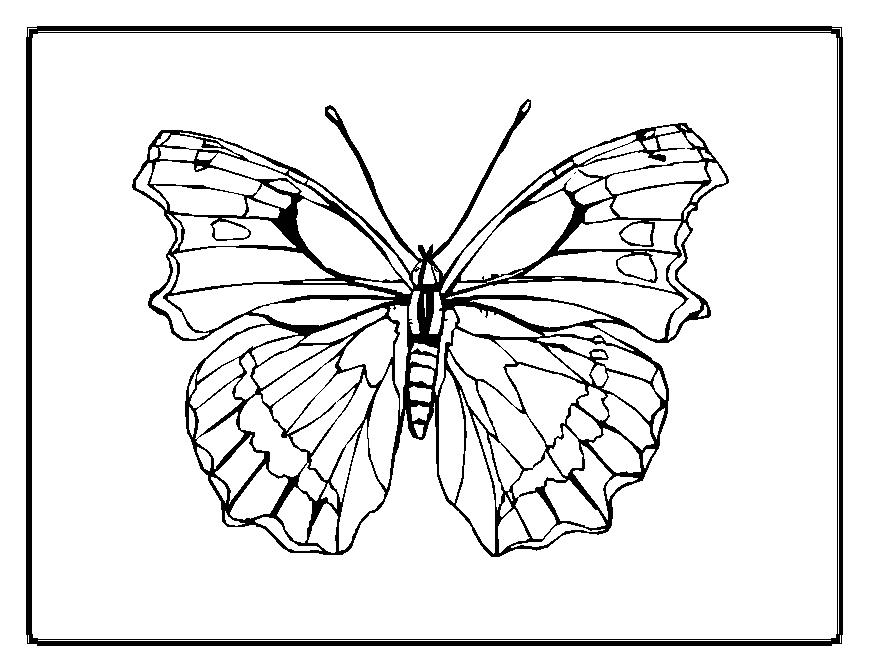 Раскраска: бабочка (Животные) #15774 - Бесплатные раскраски для печати