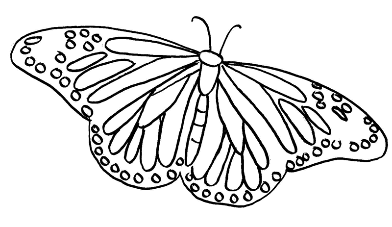 Раскраска: бабочка (Животные) #15785 - Бесплатные раскраски для печати