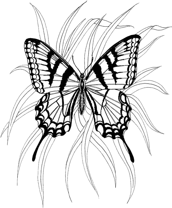 Раскраска: бабочка (Животные) #15786 - Бесплатные раскраски для печати