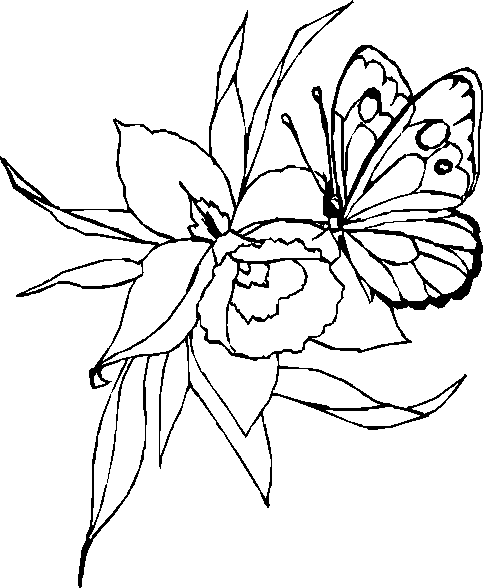 Раскраска: бабочка (Животные) #15790 - Бесплатные раскраски для печати