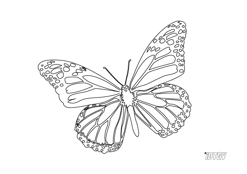 Раскраска: бабочка (Животные) #15794 - Бесплатные раскраски для печати