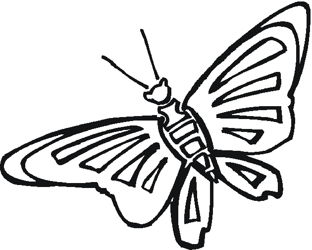 Раскраска: бабочка (Животные) #15813 - Бесплатные раскраски для печати