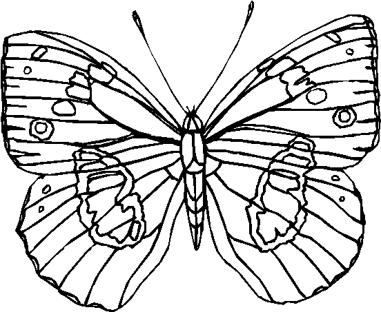 Раскраска: бабочка (Животные) #15814 - Бесплатные раскраски для печати