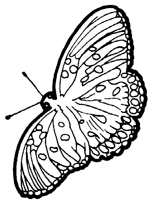 Раскраска: бабочка (Животные) #15837 - Бесплатные раскраски для печати