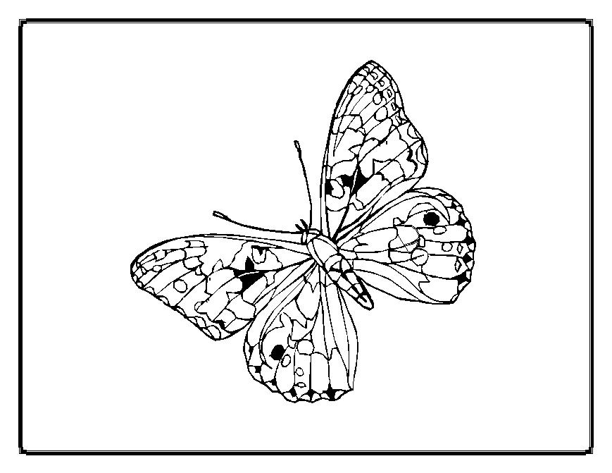 Раскраска: бабочка (Животные) #15838 - Бесплатные раскраски для печати